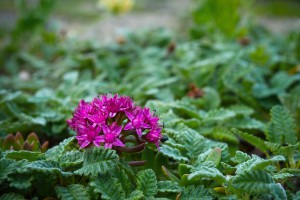 _dsc0041_copy