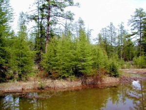 Green bank