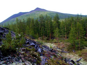 Forest island