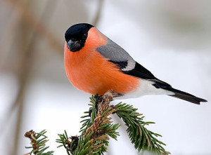 getImage (12)