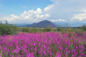 getImage (29)