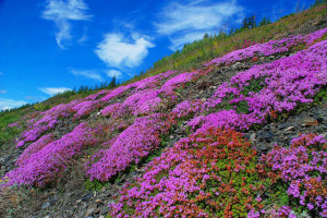 getImage (6)