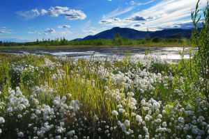 getImage (10)