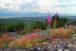 getImage (4) - копия