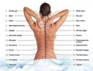 Карта вашего тела на позвоночном столбе