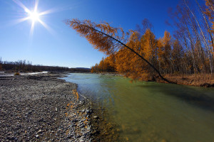 getImage (1)