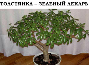 Толстянка-денежное дерево